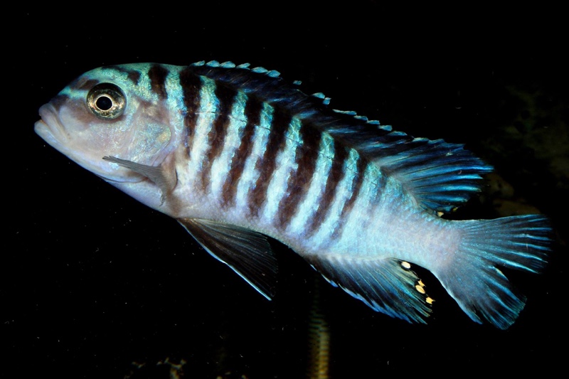 Maylandia phaeos 'Hai Reef'